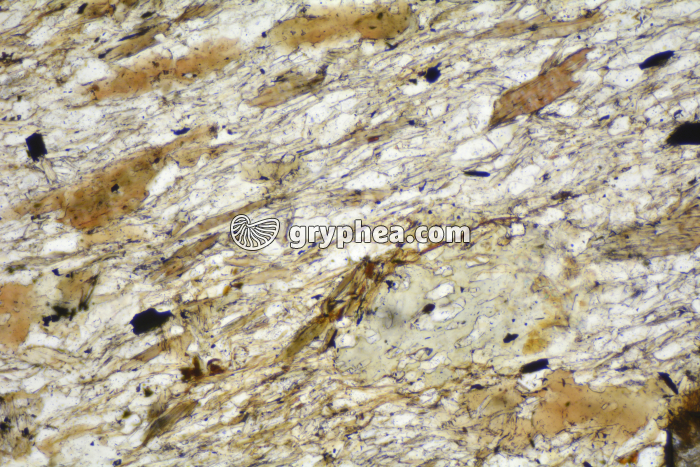 Micaschiste à cordiérite LPNA x40 - gryphea.org